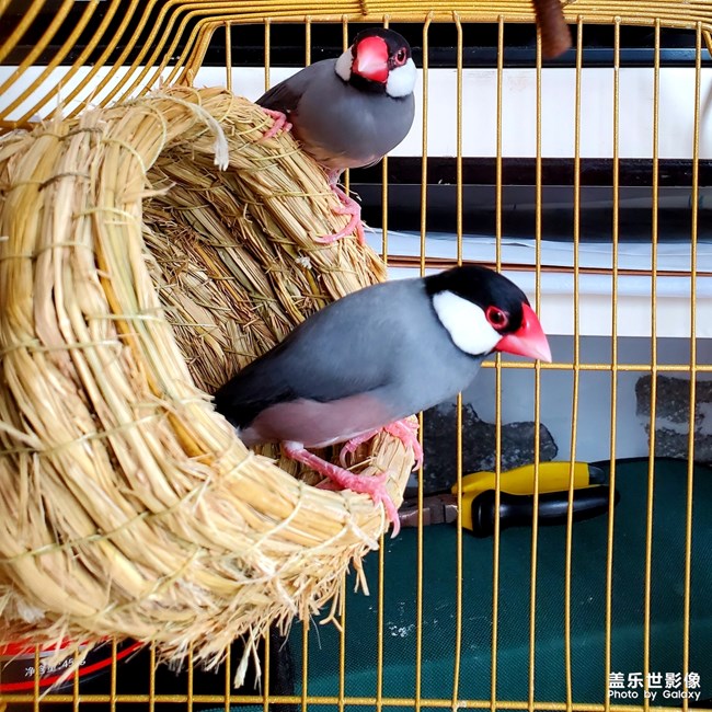 恩愛(ài)的文鳥(niǎo)