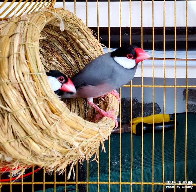 恩愛(ài)的文鳥(niǎo)