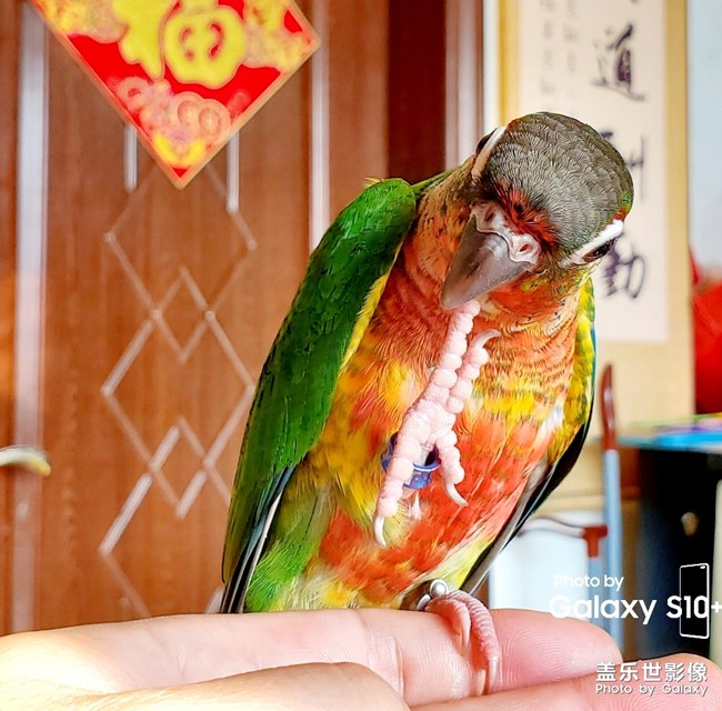 乖乖日常洗澡叼球