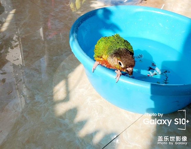 乖乖日常洗澡叼球