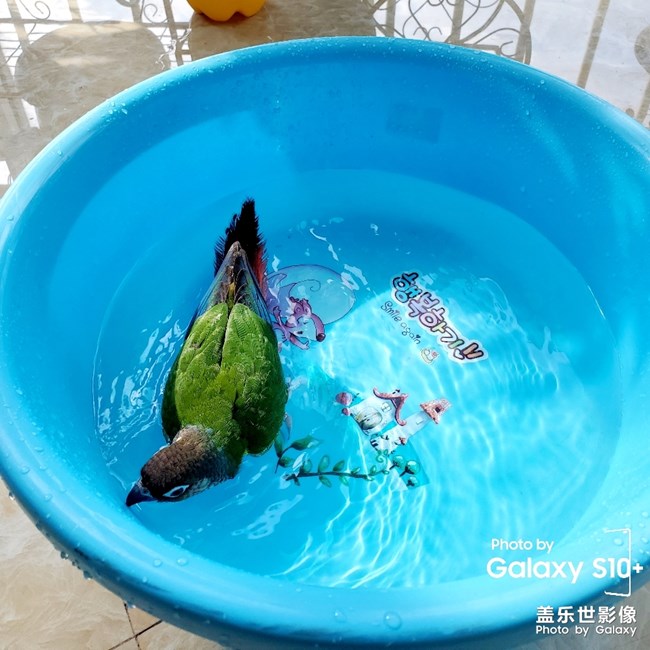 乖乖日常洗澡叼球