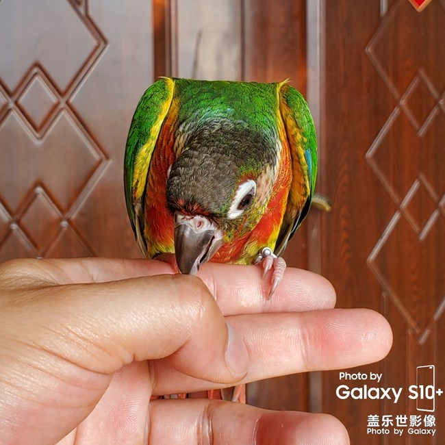 乖乖日常洗澡叼球