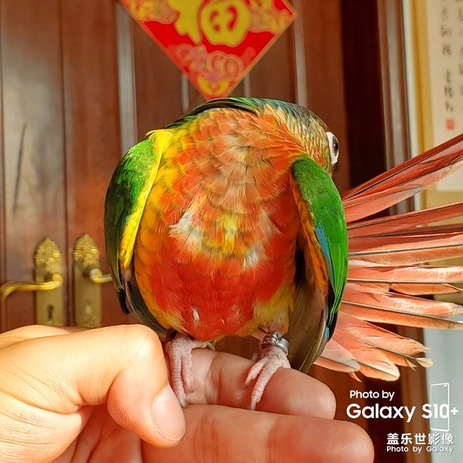 乖乖日常洗澡叼球