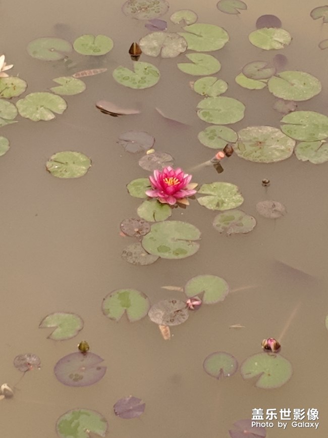 S10相機太差了，拍出來的照片還不如我以前的小米6好！