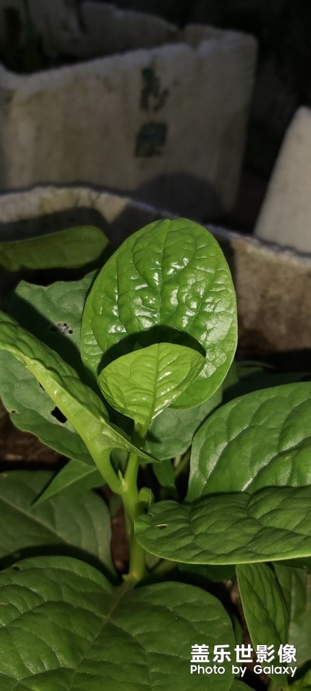 菜