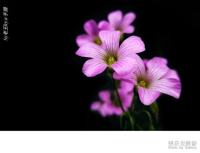 【每周精帖匯148】520如何向心儀的Ta表白呢？