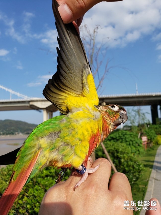 藍色羽翼