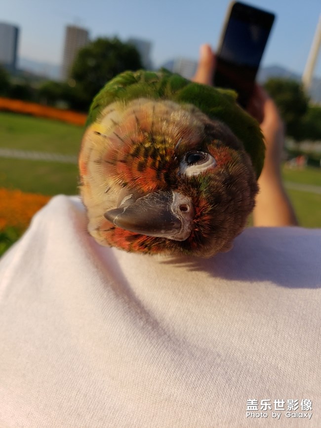 藍色羽翼