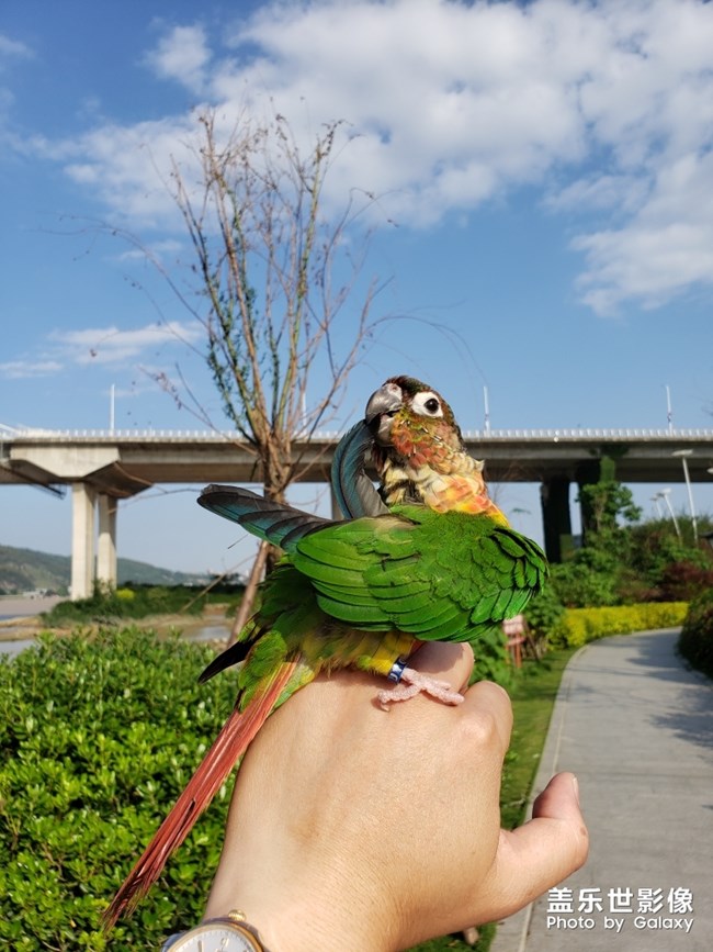 藍色羽翼
