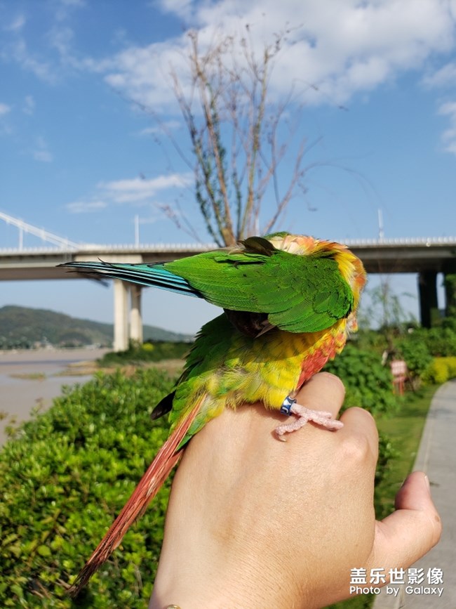 藍色羽翼