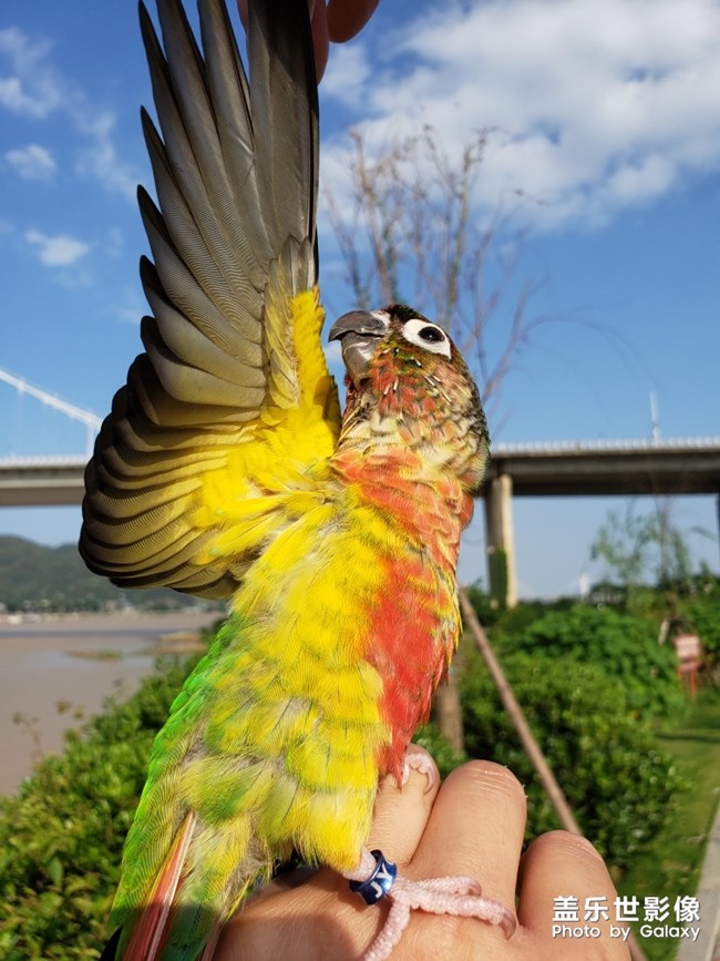 藍色羽翼