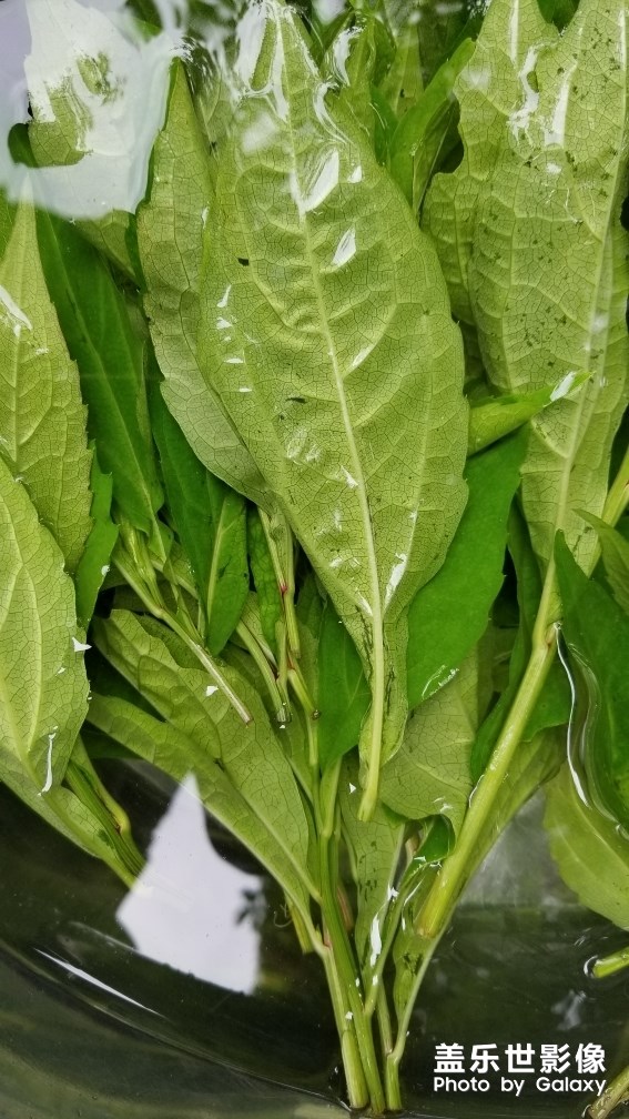 野菜。。。。。。。。