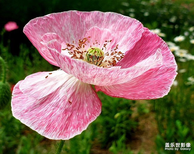 【每周精帖匯149-150】還記得童年快樂的時光嗎？