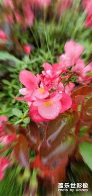 fire flower!大雨后的忙里偷閑S10隨手拍