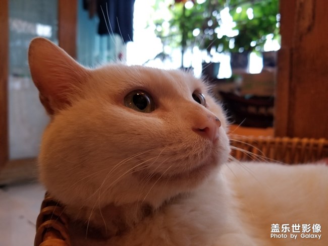 老貓貓?jiān)绯康陌翄赡? title=