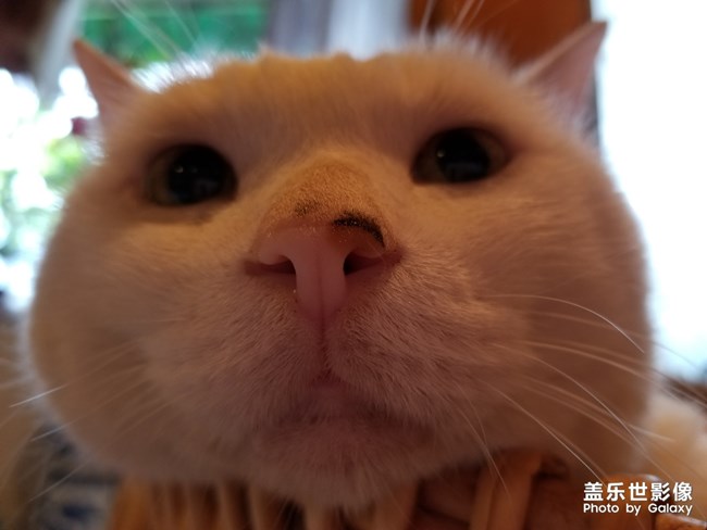 老貓貓?jiān)绯康陌翄赡? title=