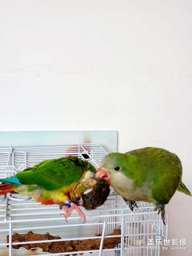 乖乖欺負(fù)貝貝