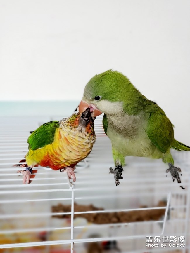 乖乖欺負(fù)貝貝