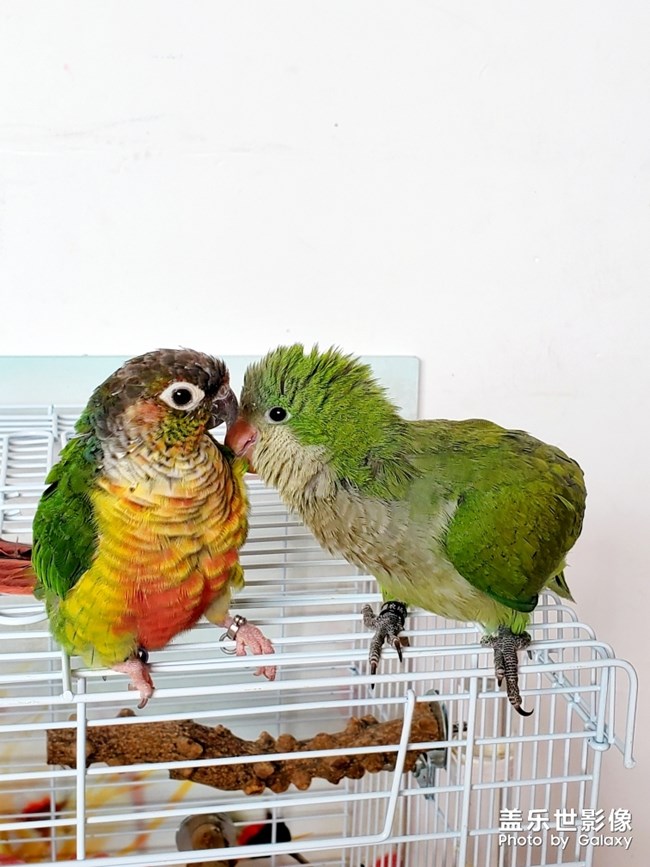 乖乖欺負(fù)貝貝