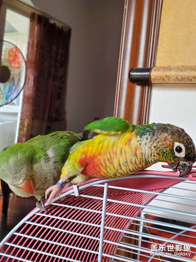 乖乖欺負(fù)貝貝