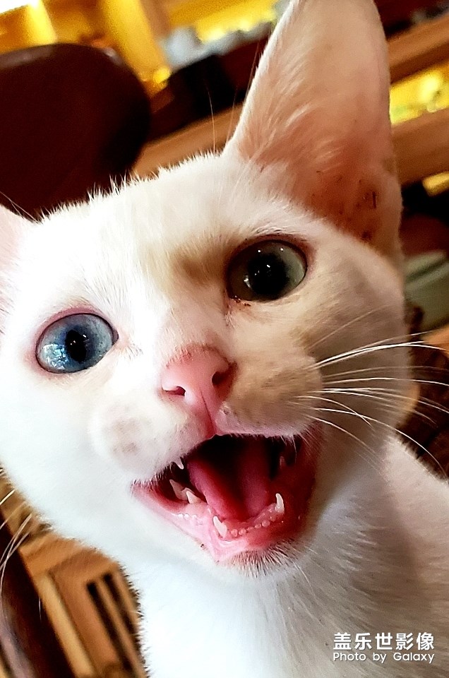 【寵物美照】不配合的白貓