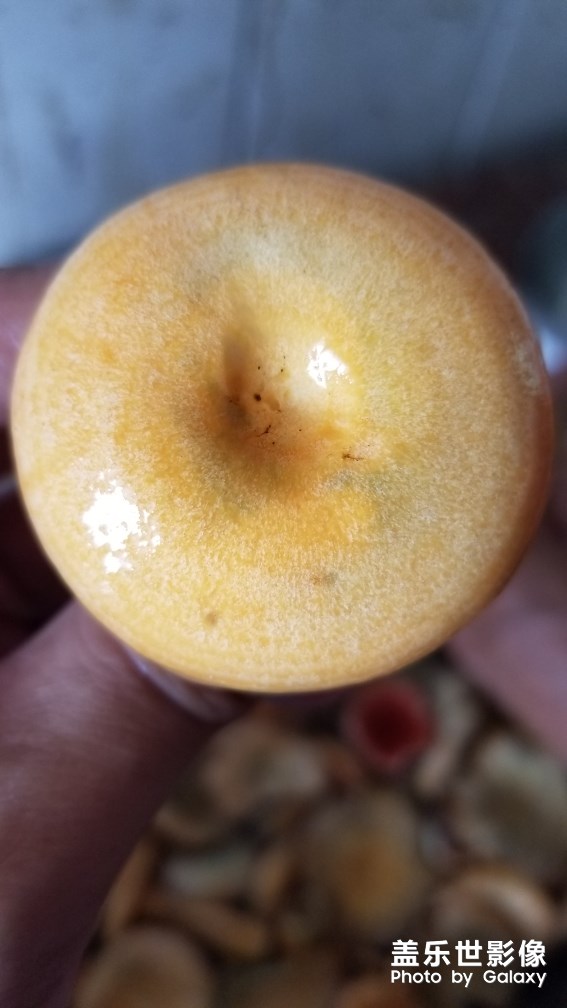 野生美味松菇。。。。。。。。。。