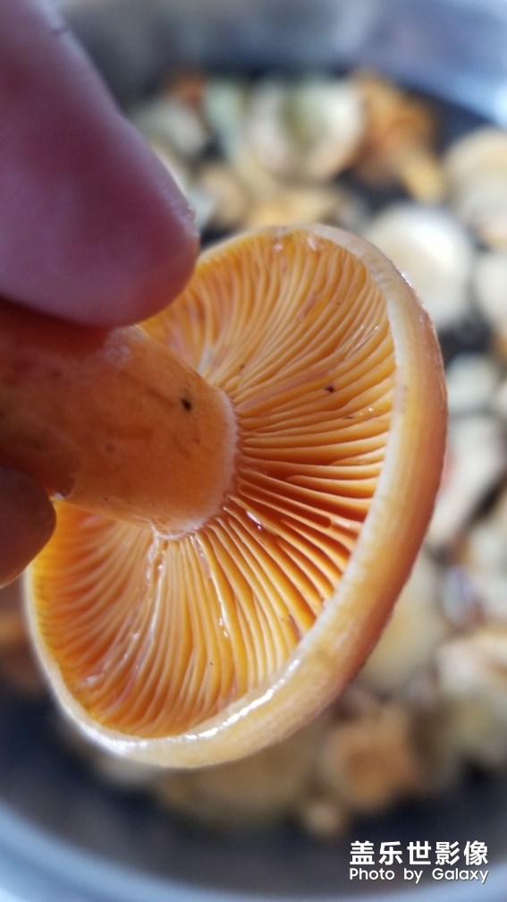 野生美味松菇。。。。。。。。。。