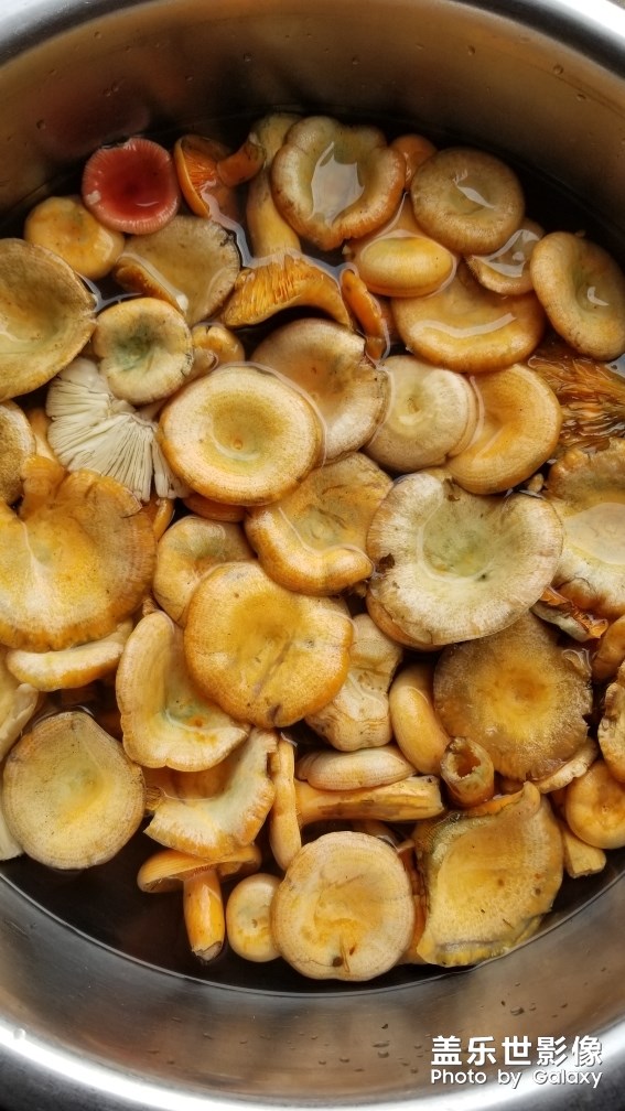 野生美味松菇。。。。。。。。。。