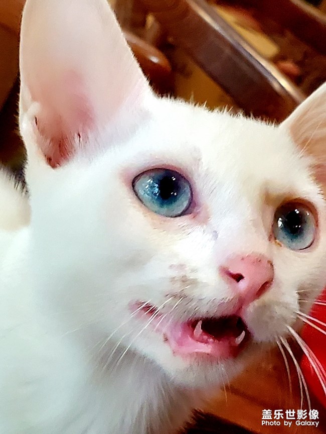 【寵物美照】不配合的白貓