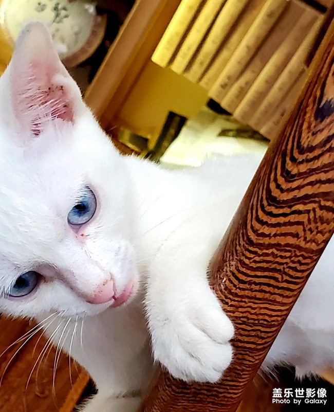 【寵物美照】不配合的白貓