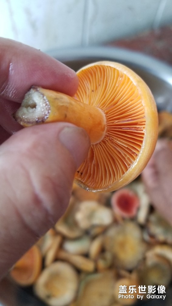 野生美味松菇。。。。。。。。。。