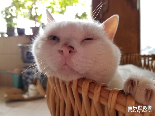 貓貓貓，困困困。。。