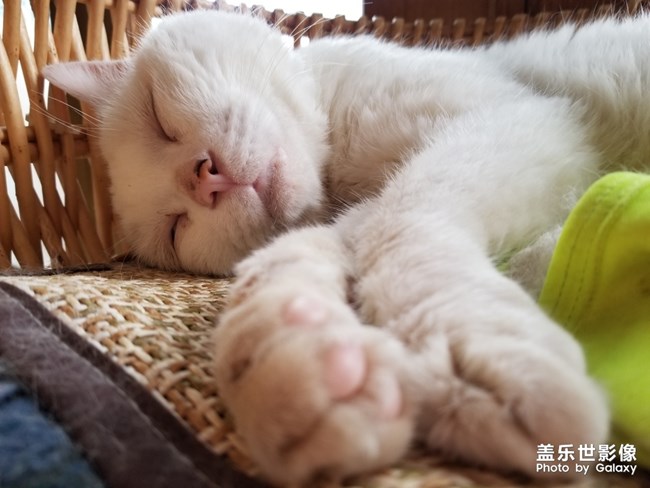 貓貓貓，困困困。。。