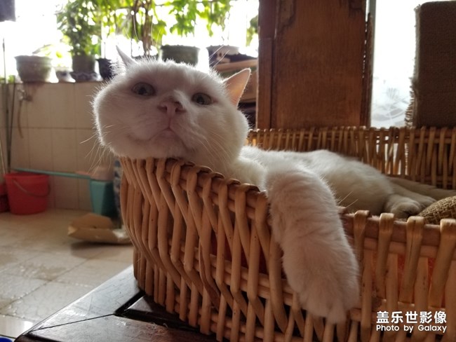 貓貓貓，困困困。。。