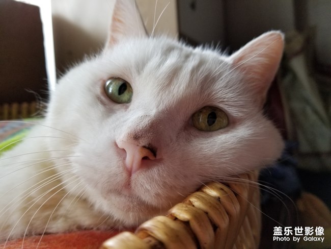 貓貓貓，困困困。。。