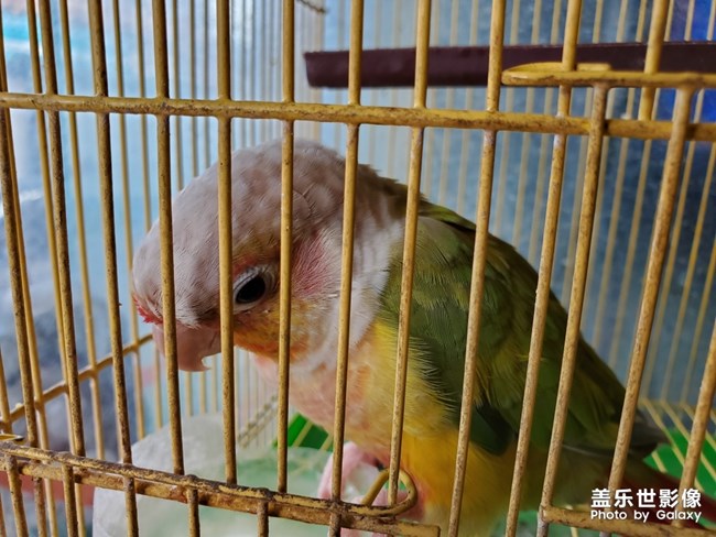 只會(huì)說(shuō)"你好"，卻愛(ài)要手指蓋的鸚鵡