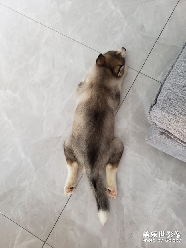 【家有萌寵】我家的小二哈