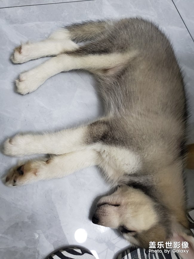 【家有萌寵】我家的小二哈