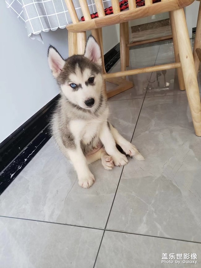 【家有萌寵】我家的小二哈