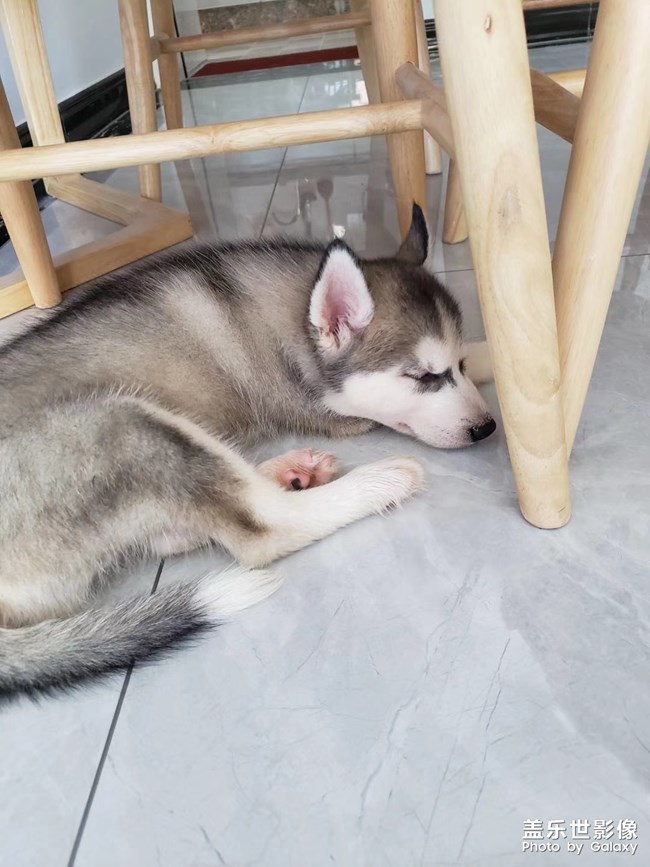 【家有萌寵】我家的小二哈