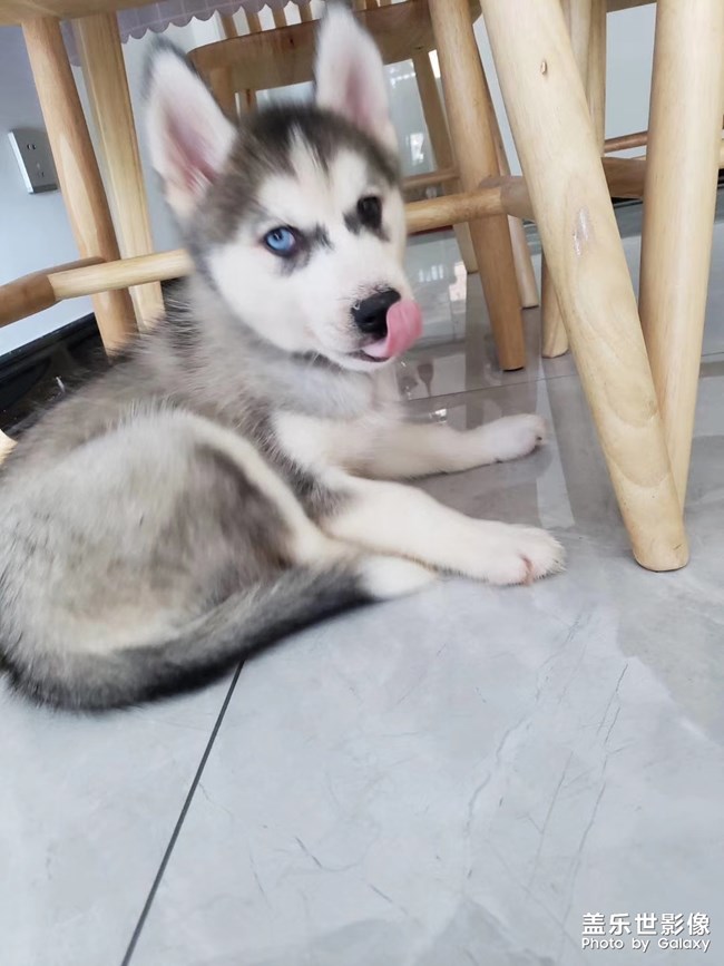 【家有萌寵】我家的小二哈