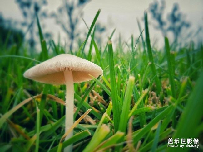 【每周星鮮事04】三星Galaxy Note10系列正式首銷