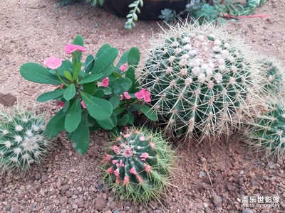 【歡度十一】＋花博會