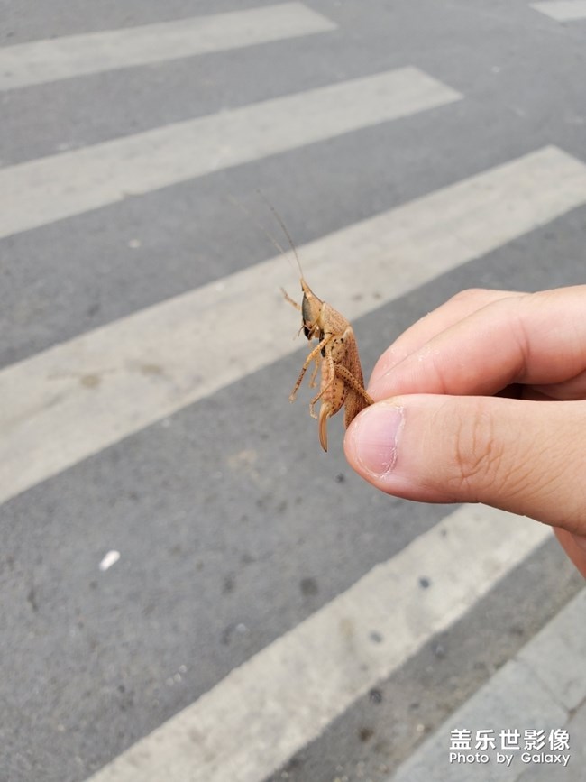 偶遇蝗蟲