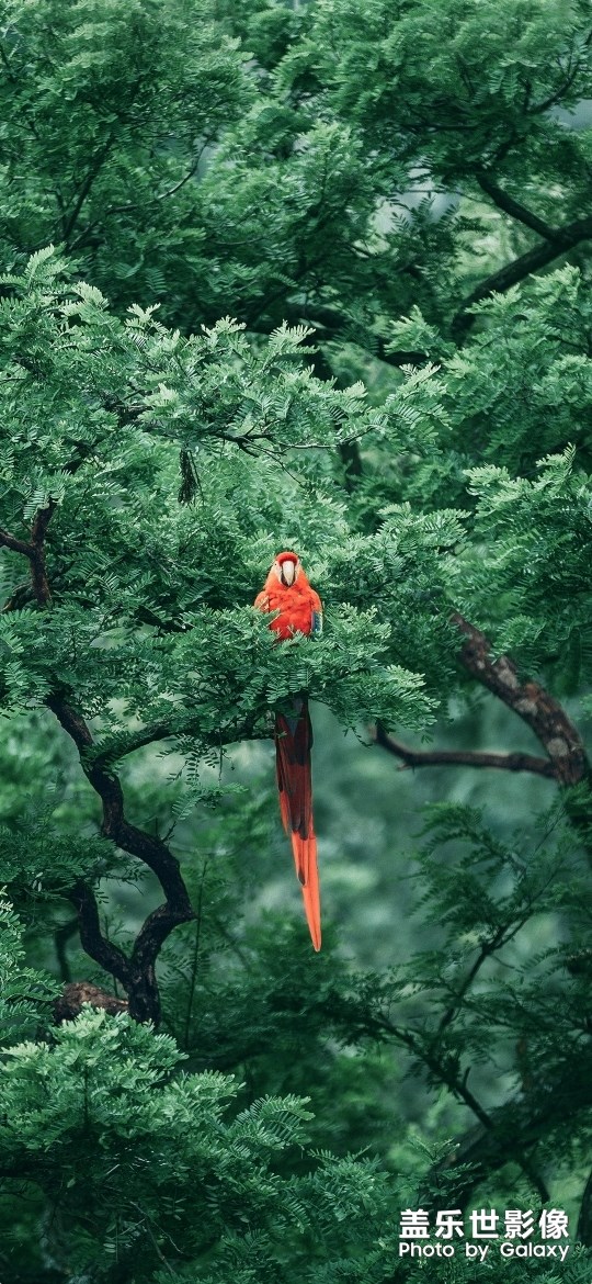 分享四張堅果Pro3的壁紙