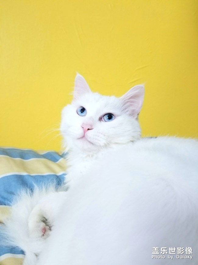 藍(lán)眼白貓