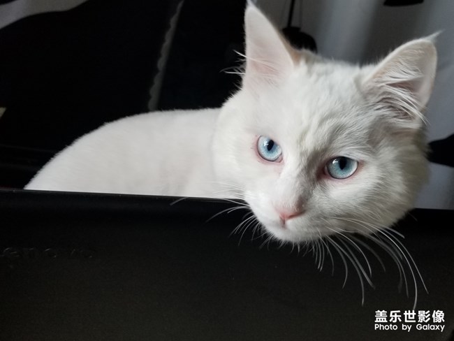 藍(lán)眼白貓