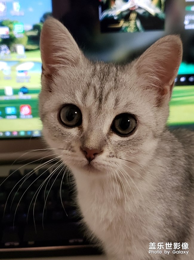 聽(tīng)說(shuō)有人喜歡貓？
