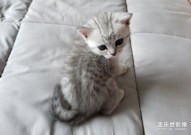 聽(tīng)說(shuō)有人喜歡貓？