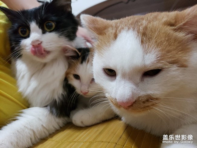 毛茸茸的家伙們